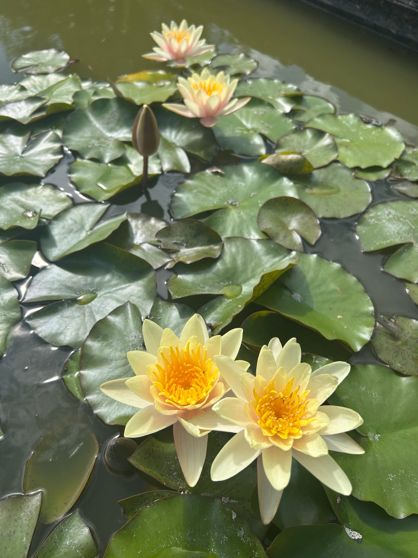 Nymphaea "Paul Harriot" / Paul Harriot Hardy Water Lily