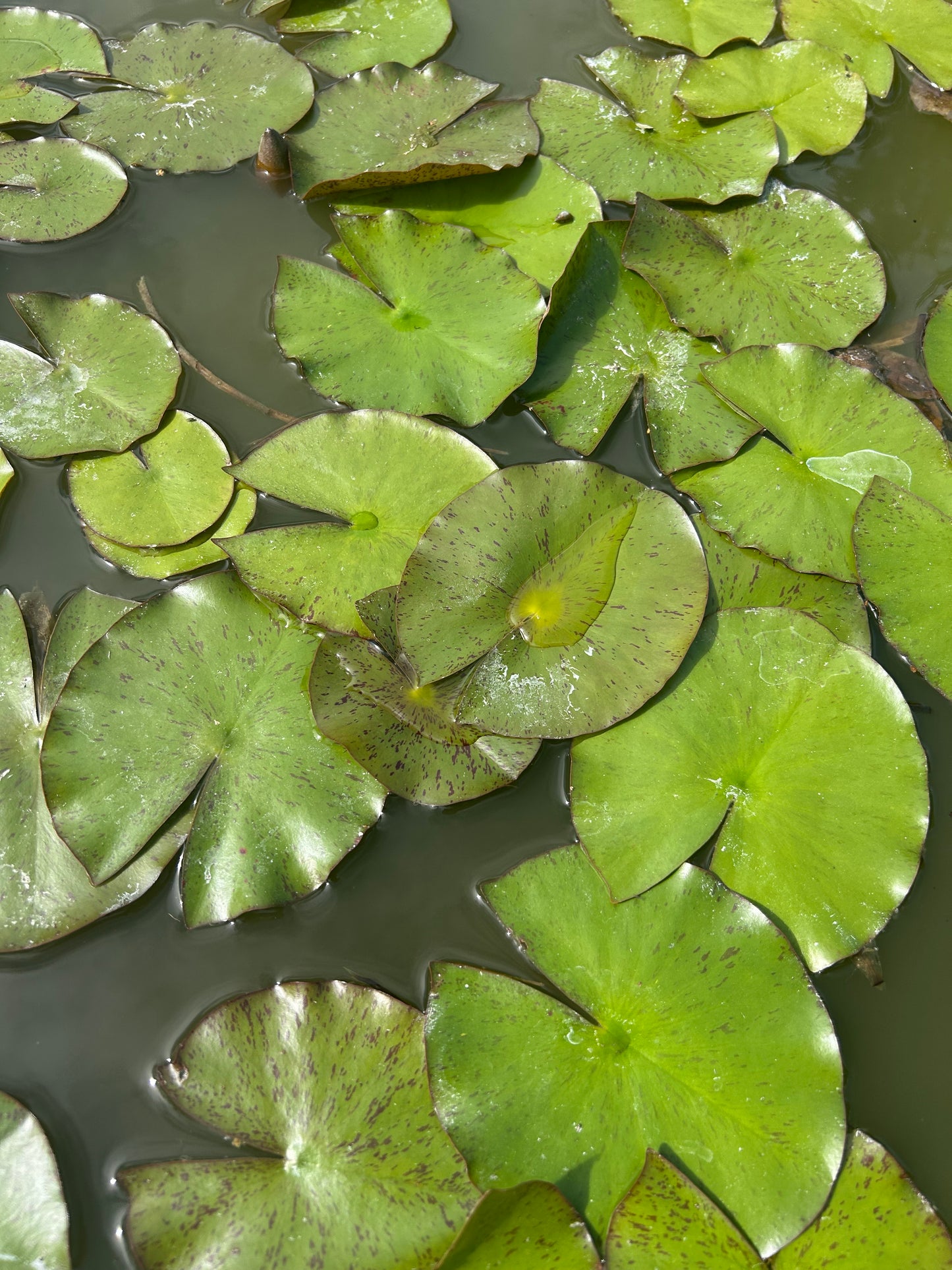 Nymphaea "Paul Harriot" / Paul Harriot Hardy Water Lily