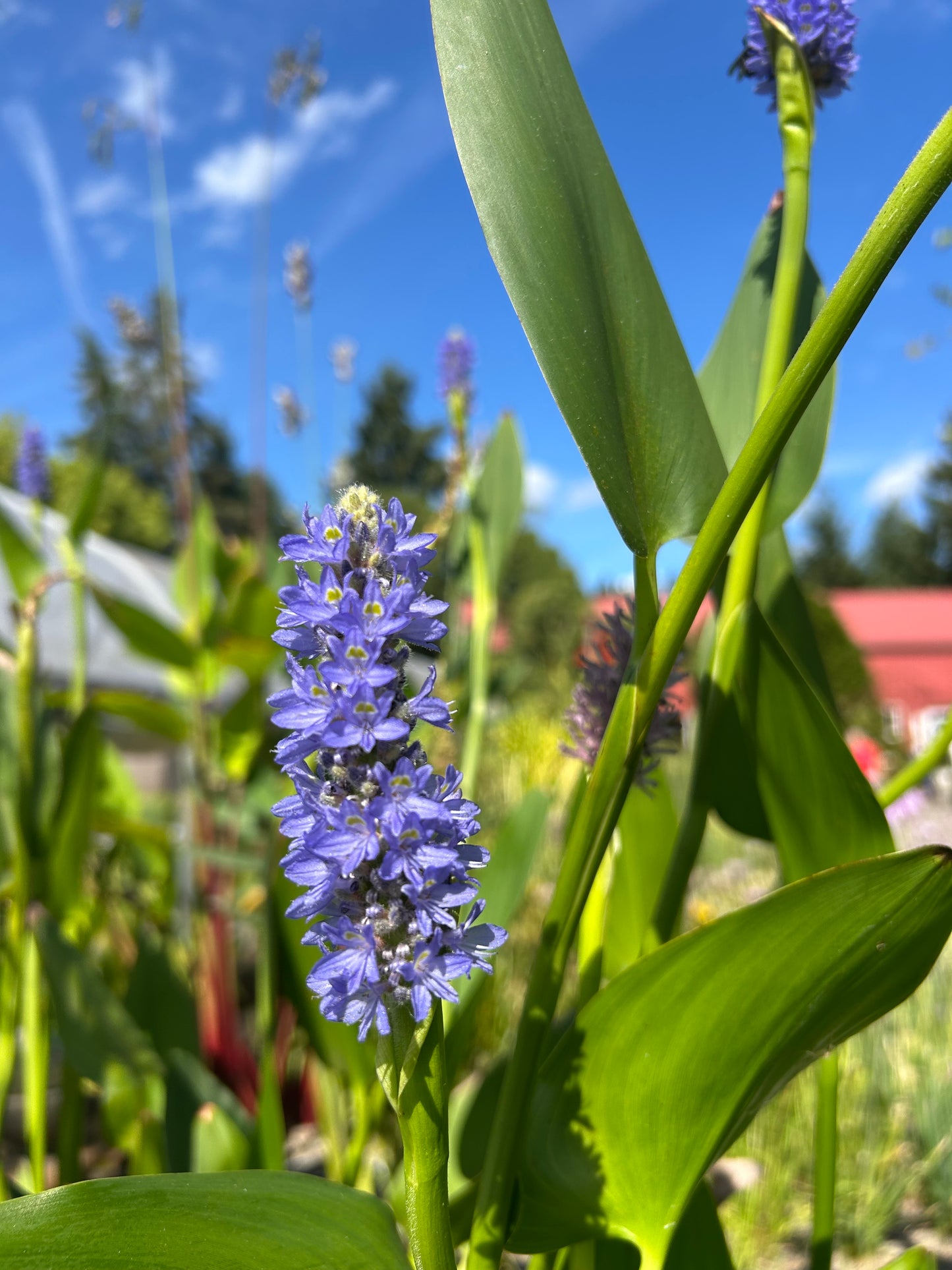 Pontederia cordata / Purple Pickerelweed