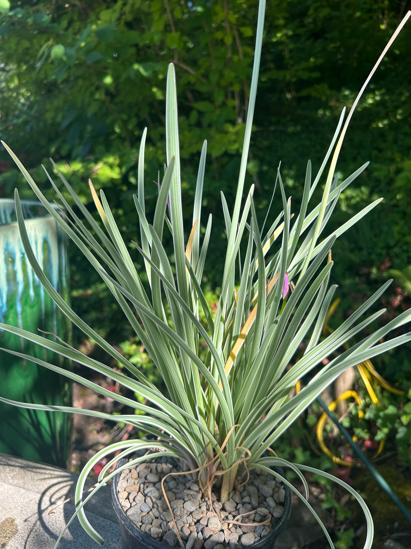 Tulbaghia violacea 'Variegata' / Variegated Society Garlic