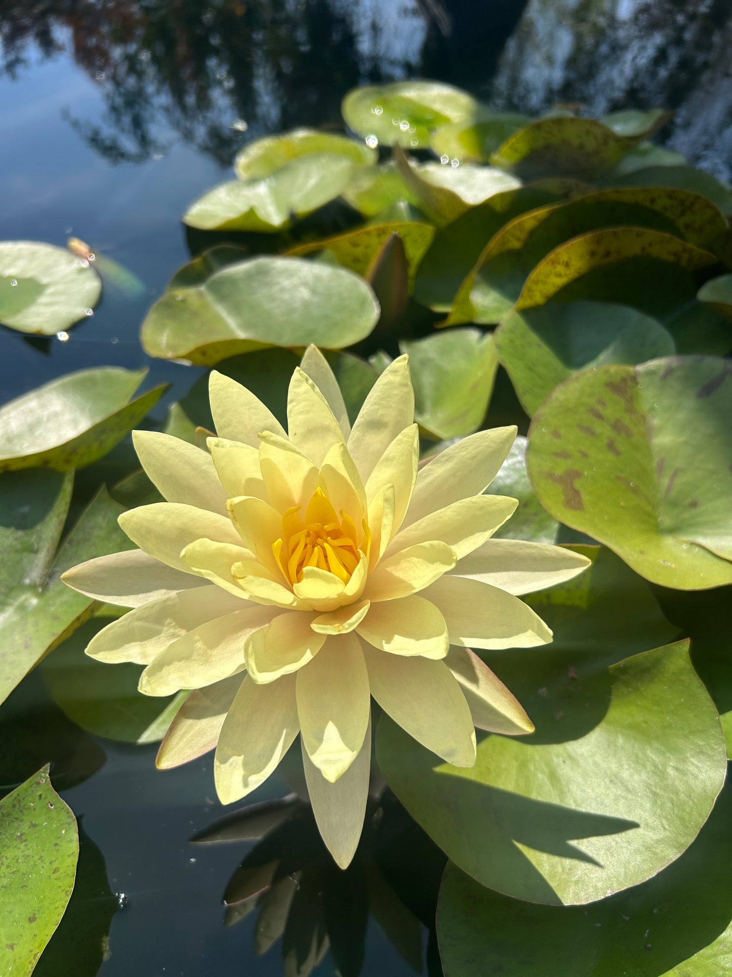 Nymphaea "Texas Dawn" / Texas Dawn Hardy Water Lily