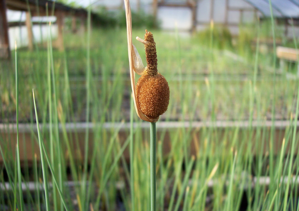 Typha minima / Miniature Cattail