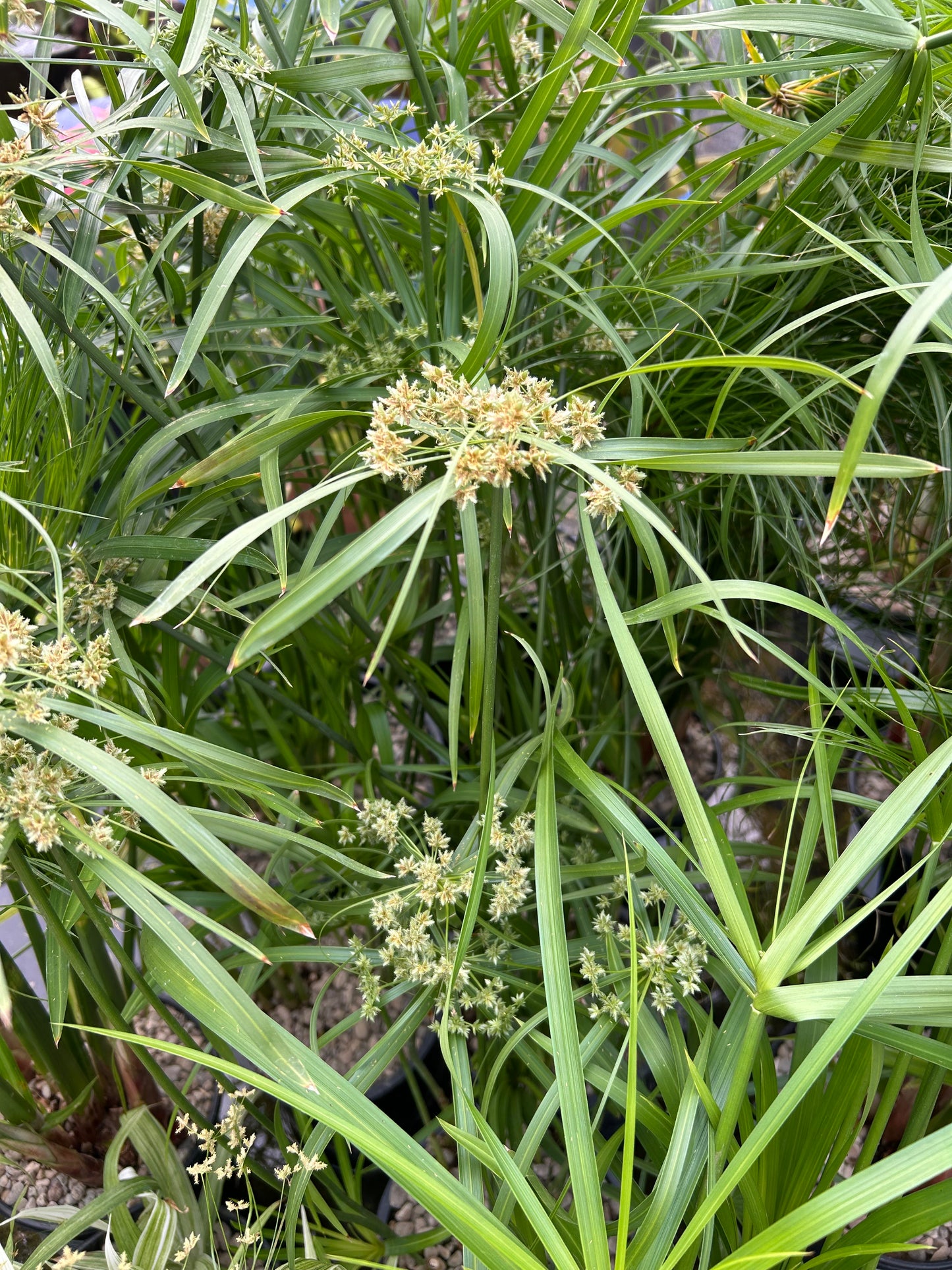 Cyperus alternifolius / Umbrella Palm