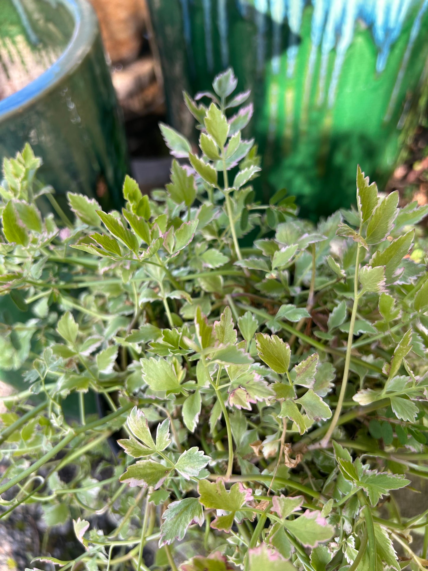 Oenanthe javanica 'Flamingo' / Variegated Water Celery