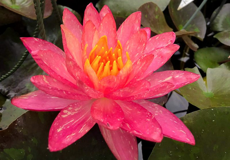 Nymphaea "Wanvisa" / Wanvisa Hardy Water Lily