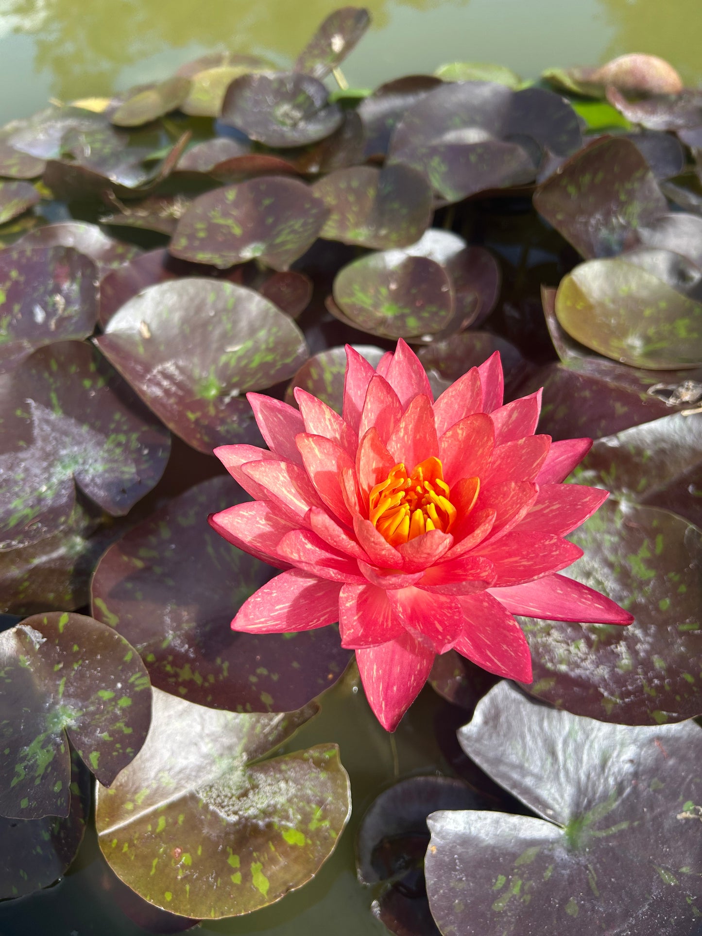 Nymphaea "Wanvisa" / Wanvisa Hardy Water Lily
