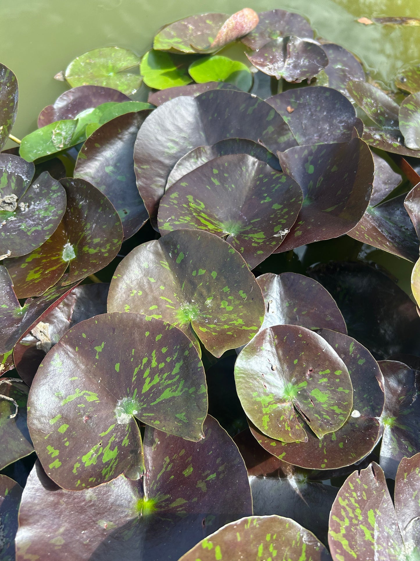 Nymphaea "Wanvisa" / Wanvisa Hardy Water Lily