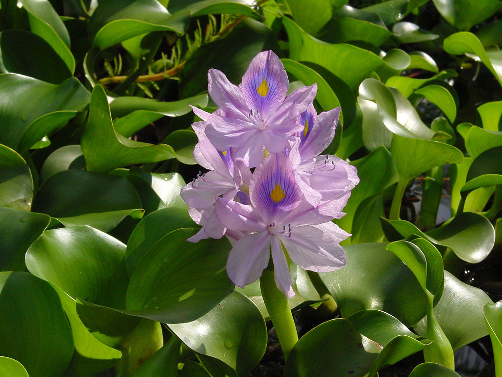 Pontederia crassipes / Water Hyacinth