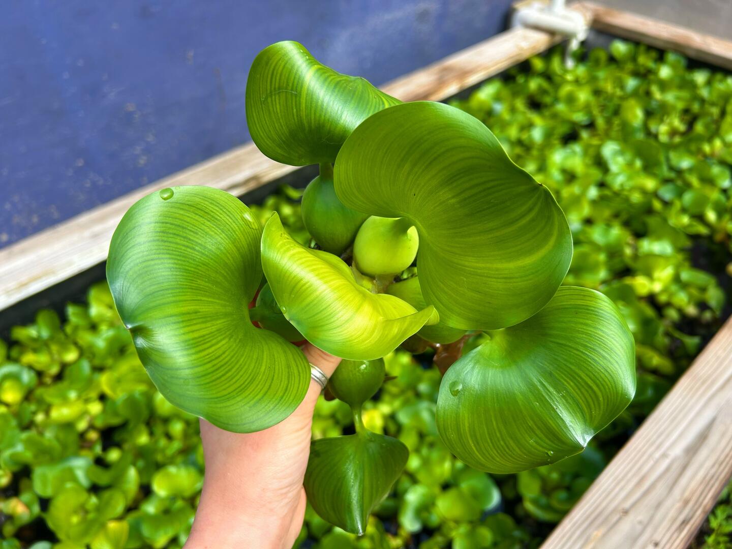Pontederia crassipes / Water Hyacinth