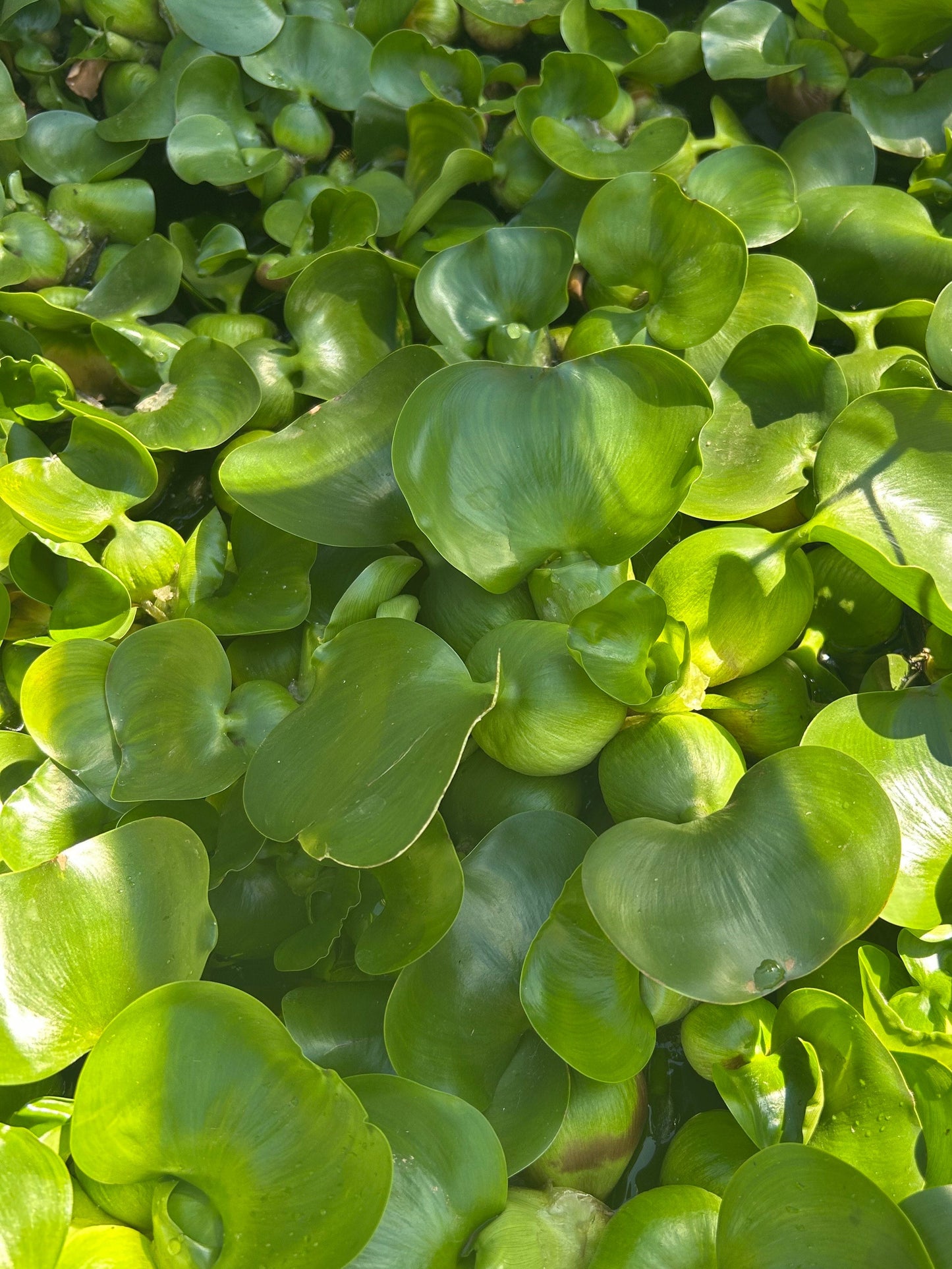 Pontederia crassipes / Water Hyacinth