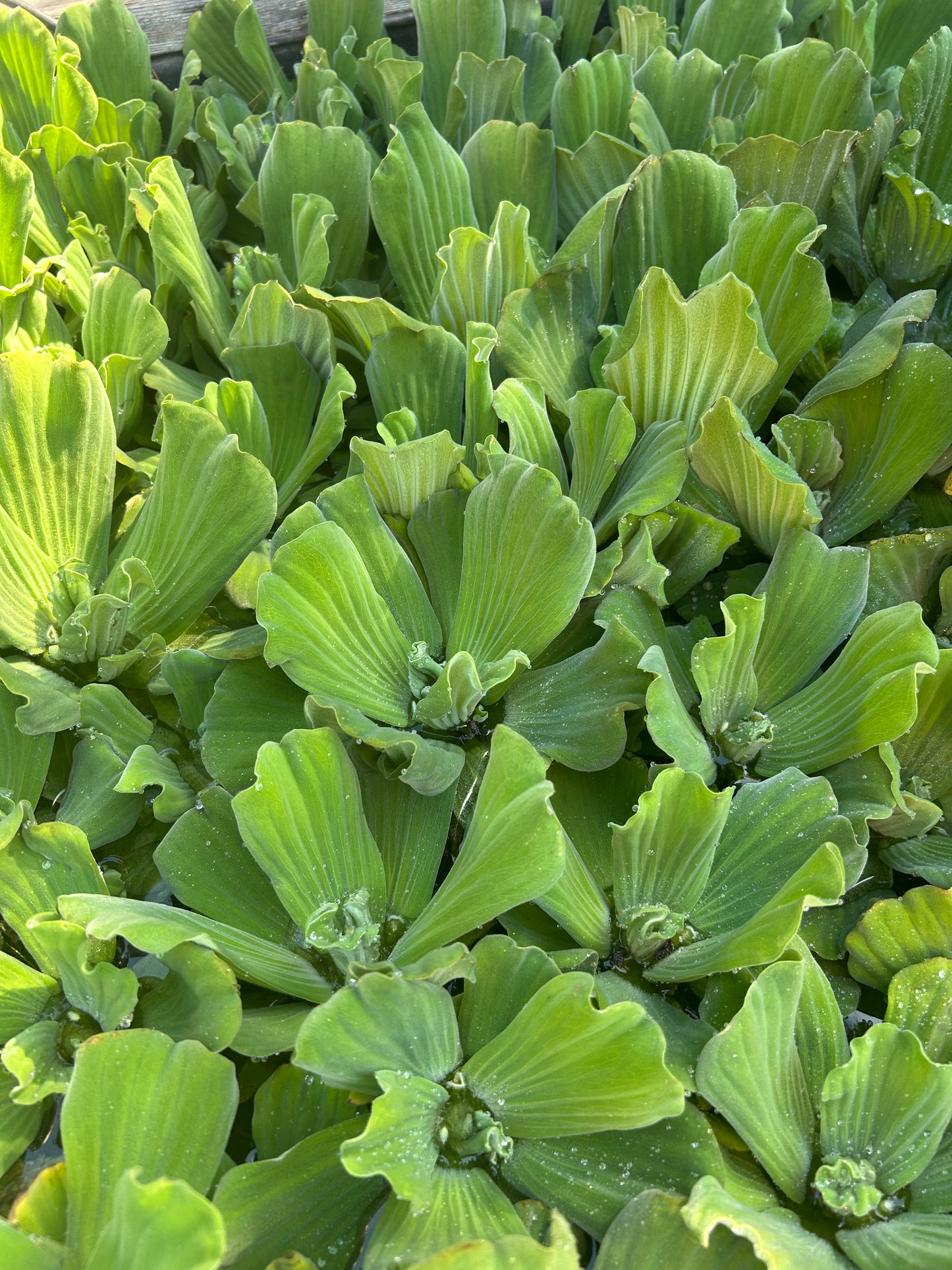 Pistia stratiotes / Water Lettuce