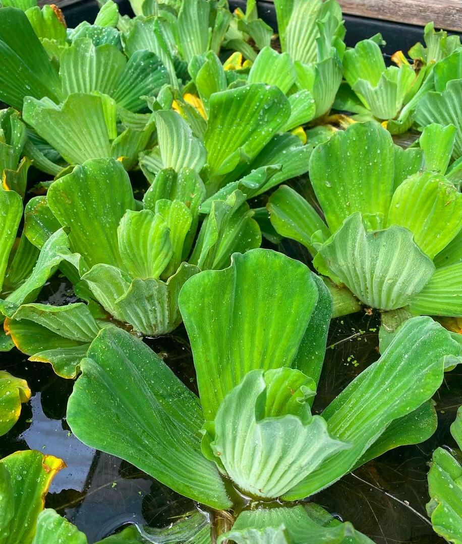 Pistia stratiotes / Water Lettuce