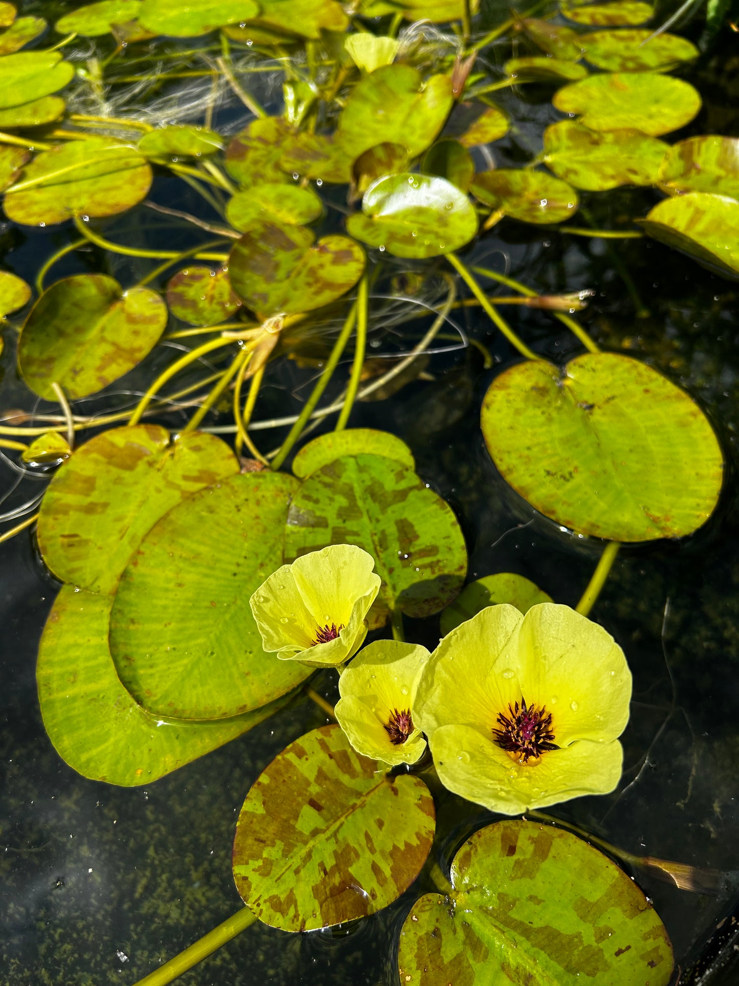 Hydrocleys nymphoides / Water Poppy