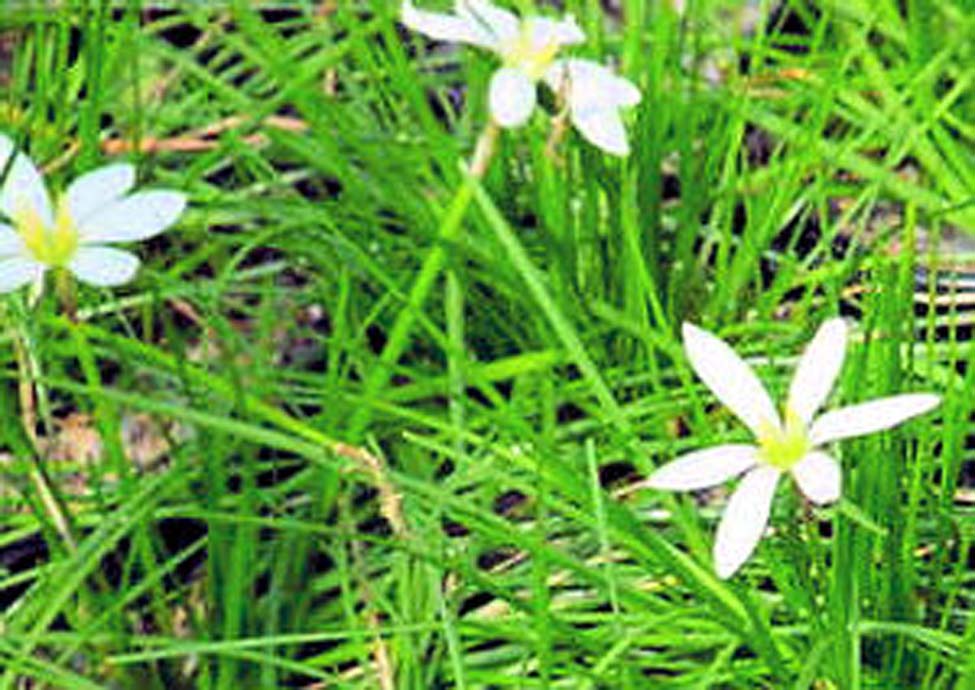 Zephyranthes candida / Rain Lily