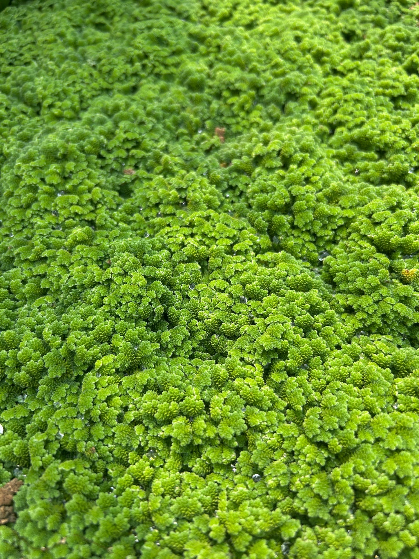 Azolla / Fairy Moss