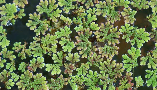 Azolla / Fairy Moss