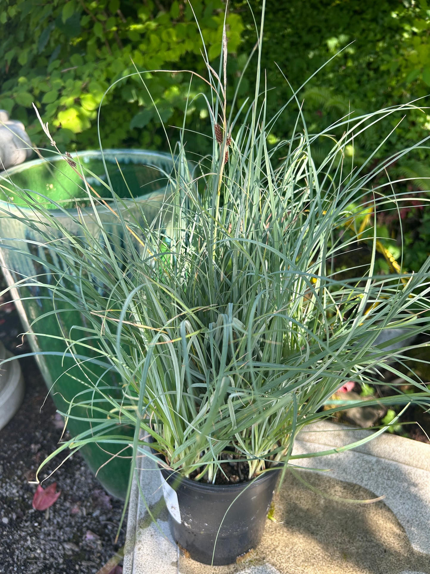 Carex nigra / Black Flowering Sedge