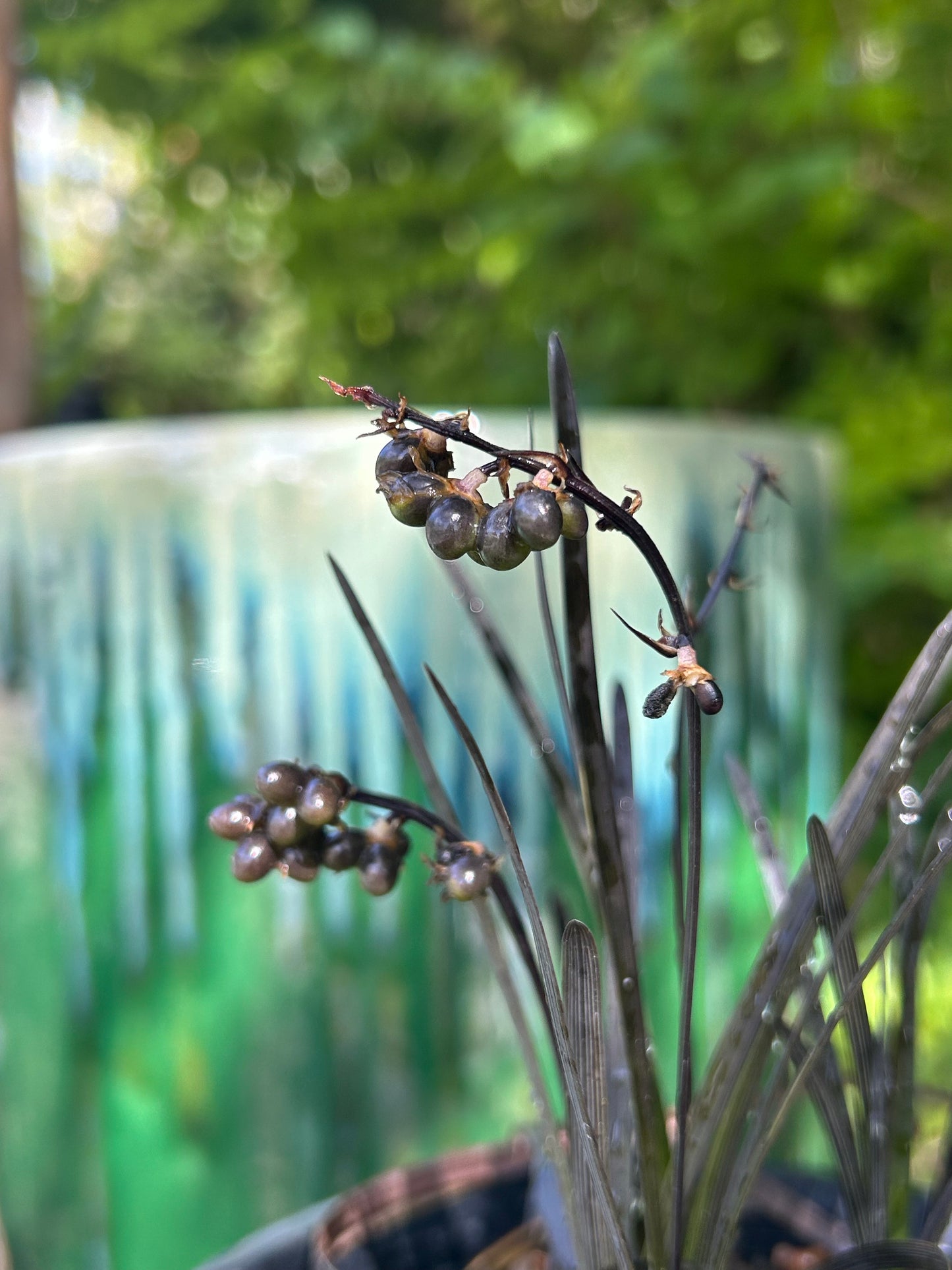 Ophiopogon planiscapus 'Nigricans' / Black Mondo Grass