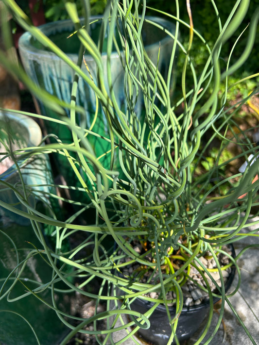 Juncus inflexus 'Afro' / Blue Medusa Corkscrew Rush