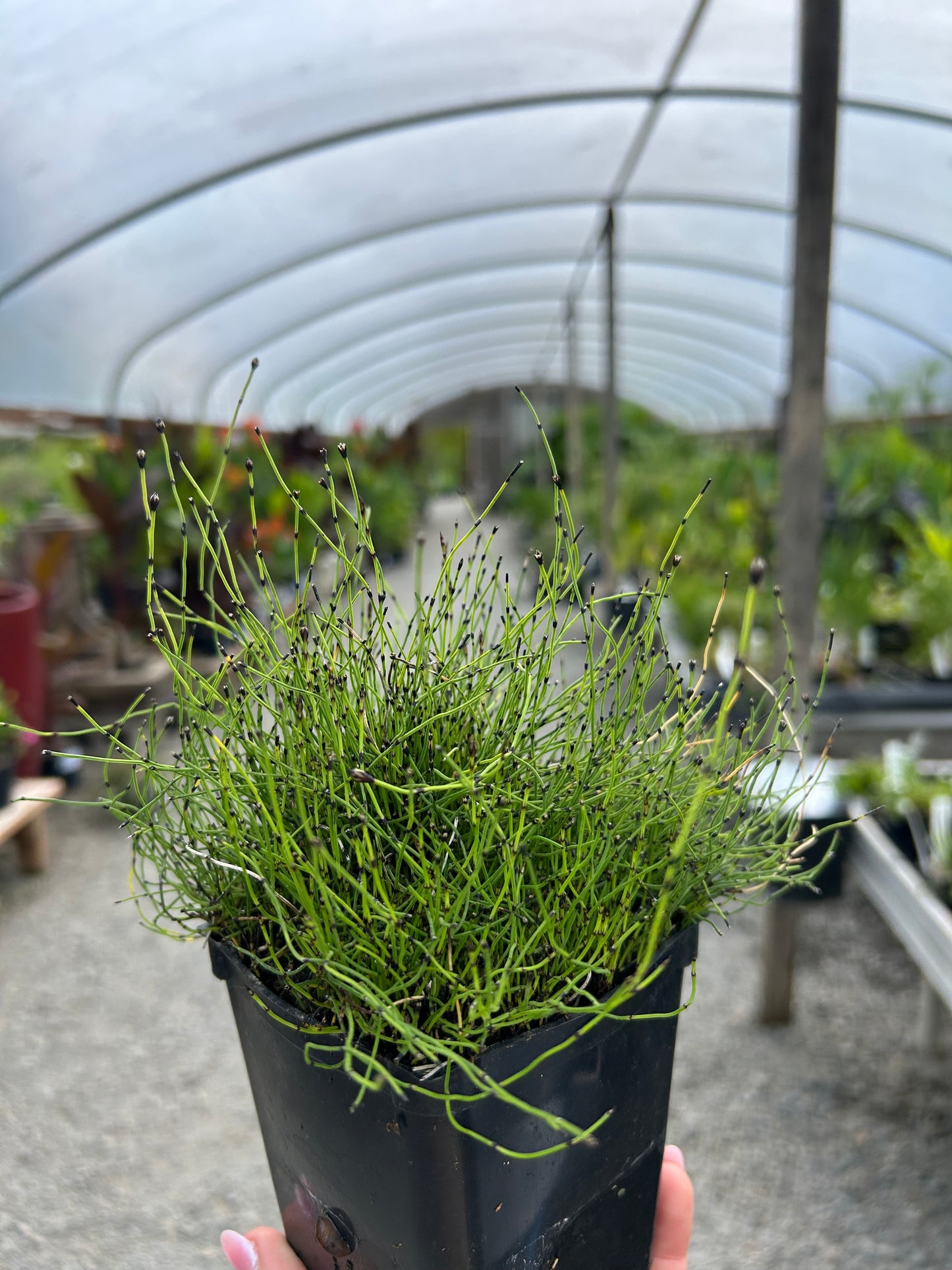 Equisetum scorpoides contorta / Contorted Dwarf Horsetail