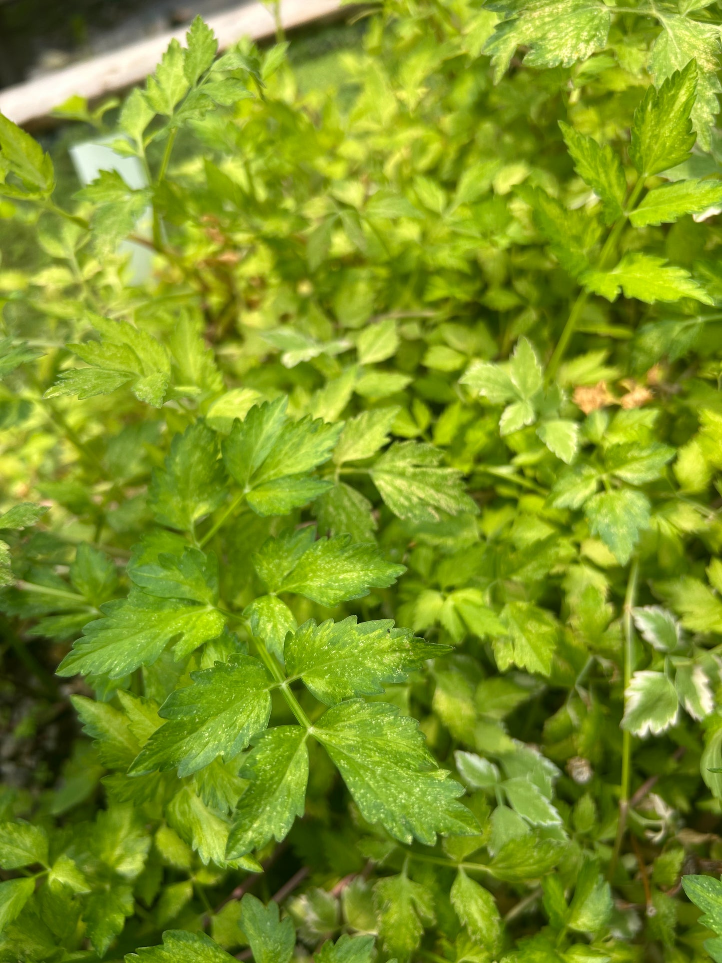 Oenanthe javanica 'Forest Star' / Forest Star Variegated Water Celery