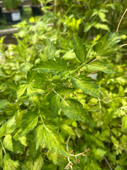 Oenanthe javanica 'Forest Star' / Forest Star Variegated Water Celery