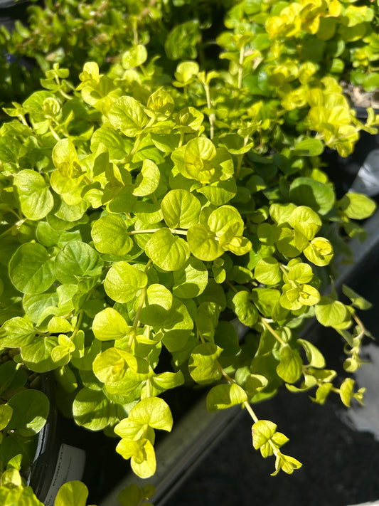 Lysimachia nummularia 'Aurea' / Golden Creeping Jenny