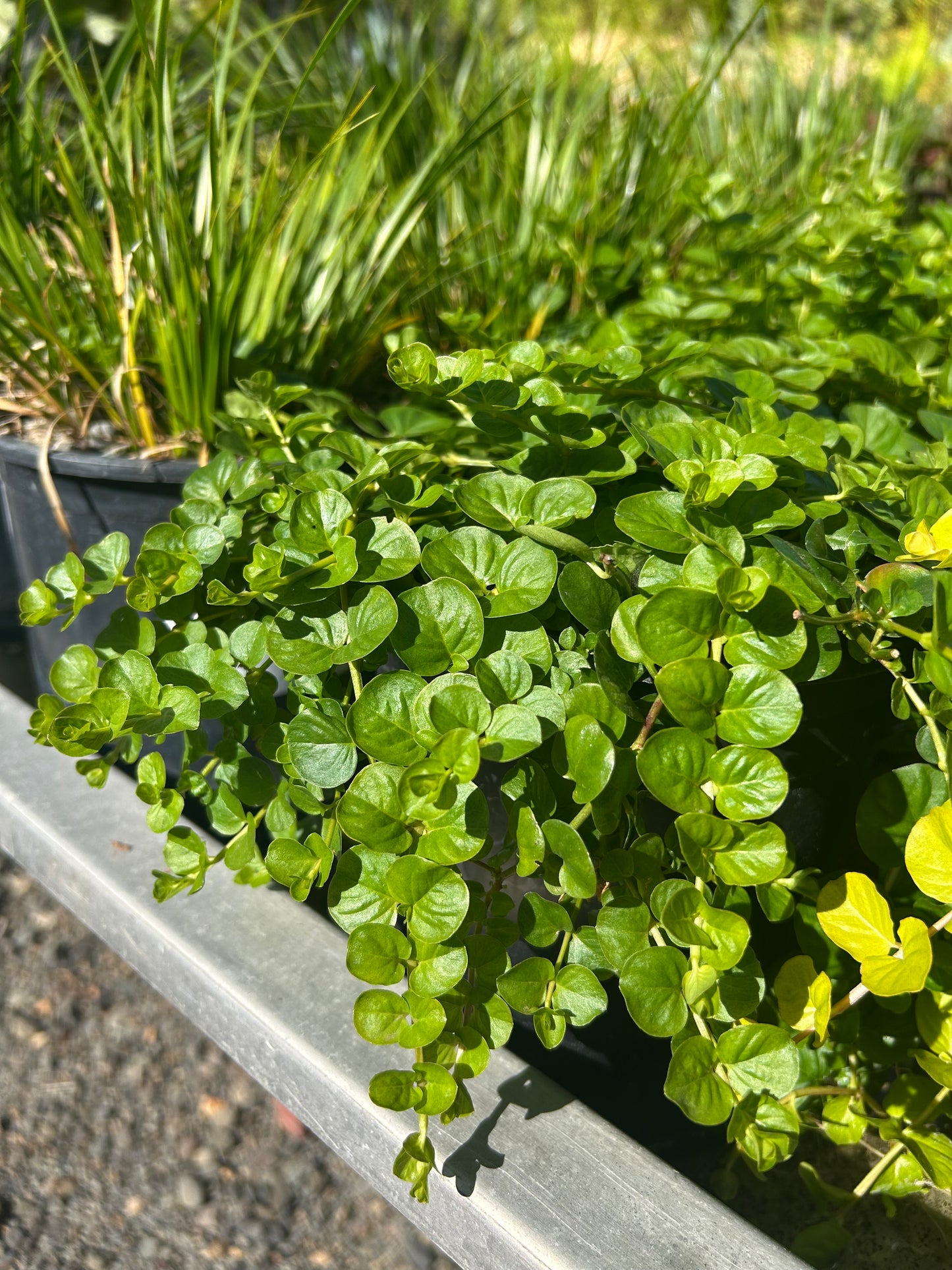 Lysimachia nummularia / Creeping Jenny