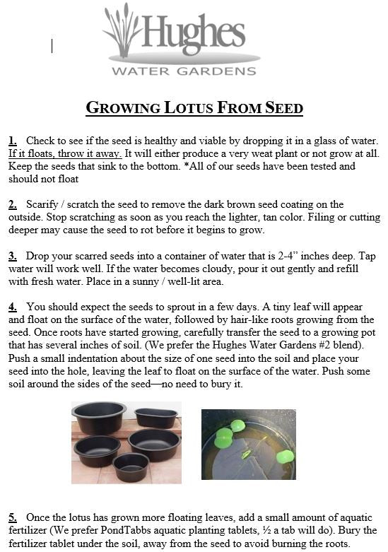 Mixed Lotus Seed