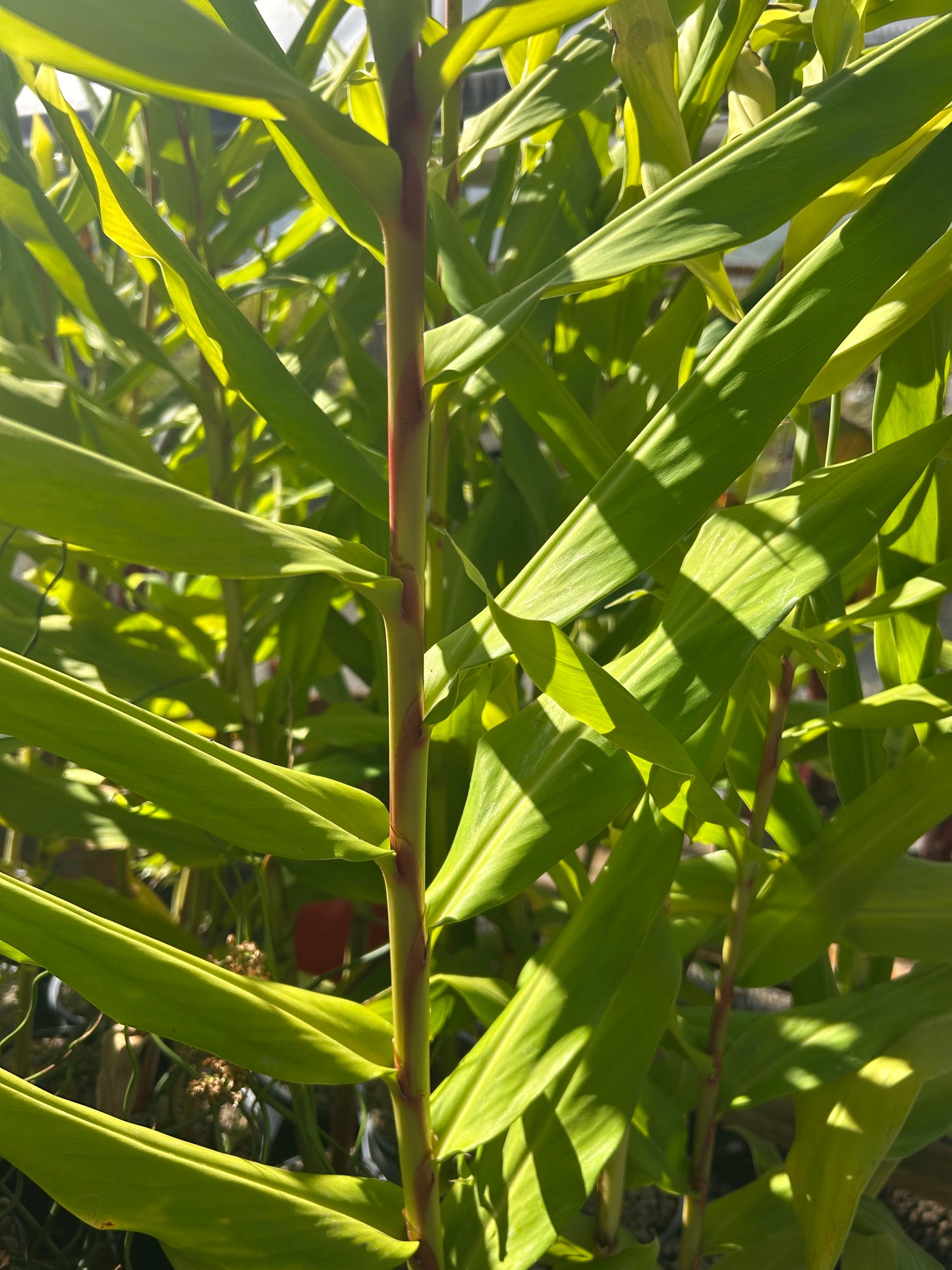 Hedychium coronarium / Hardy White Butterfly Ginger