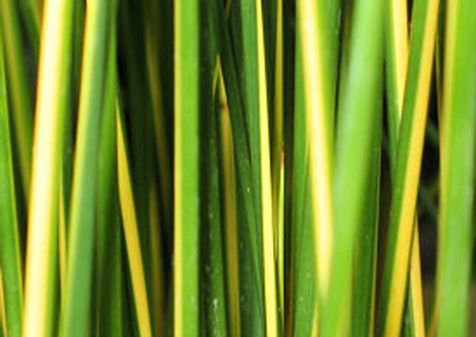 Juncus effusus 'Gold Strike' / Gold Strike Rush