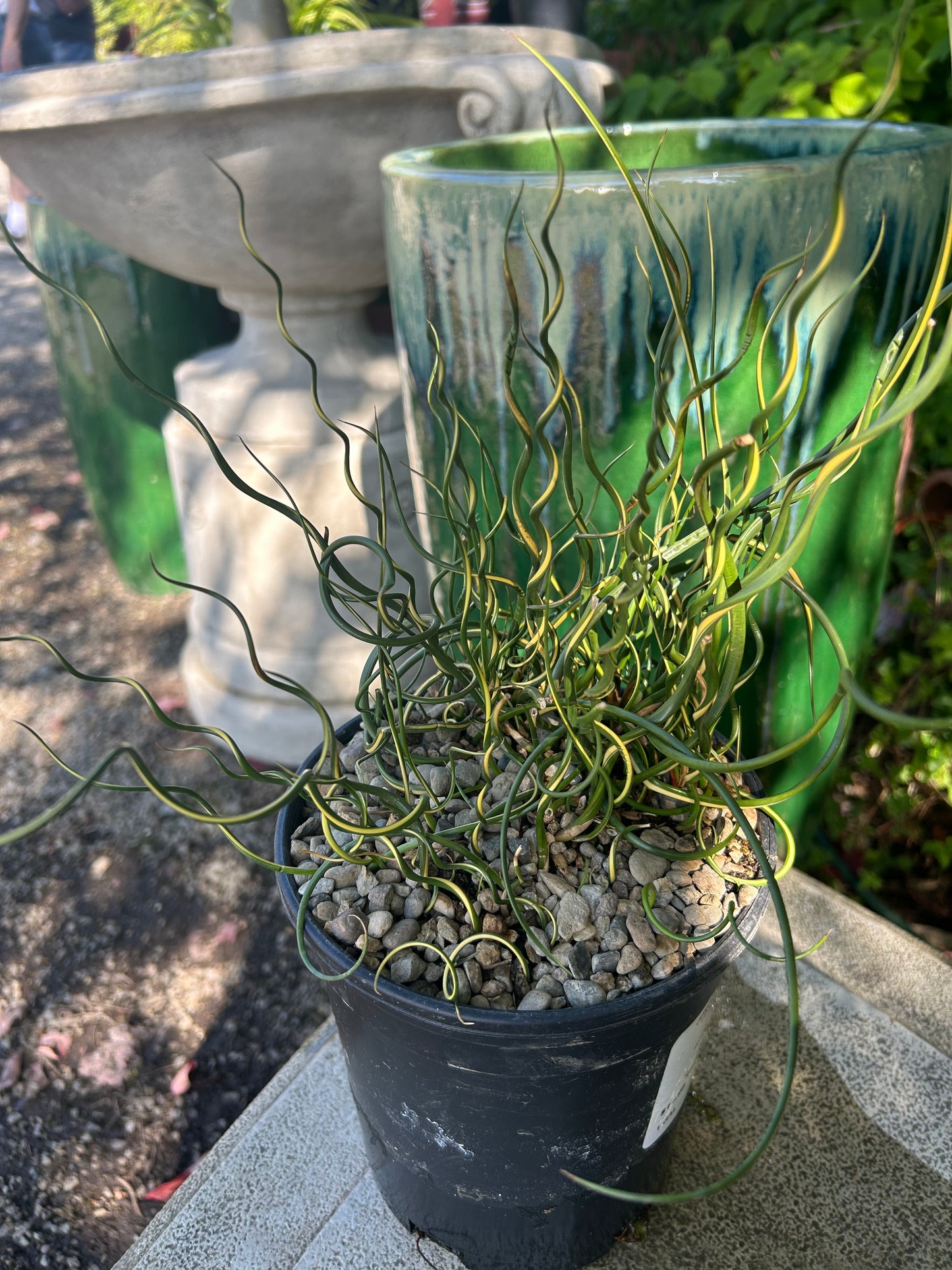 Juncus effusus 'Lemon Swirl' / Lemon Swirl Corkscrew Rush