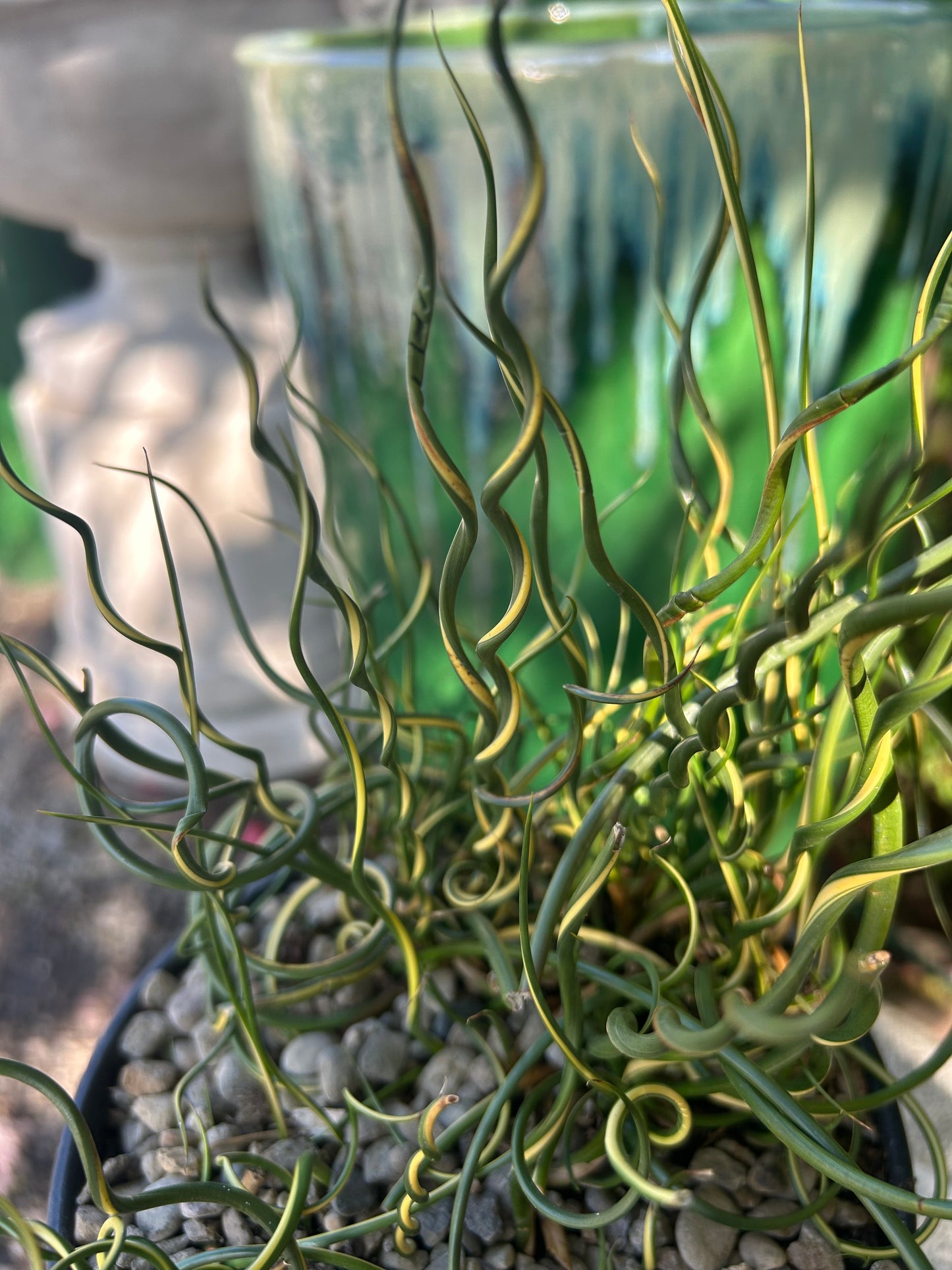 Juncus effusus 'Lemon Swirl' / Lemon Swirl Corkscrew Rush