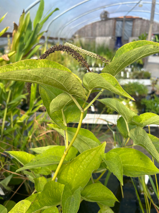 Saururus cernuus / Lizard's Tail