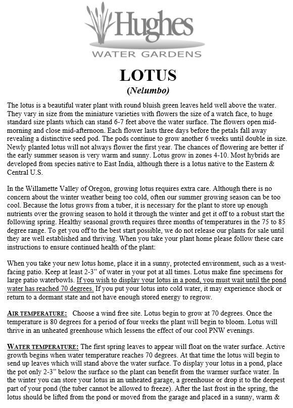 Mixed Lotus Seed