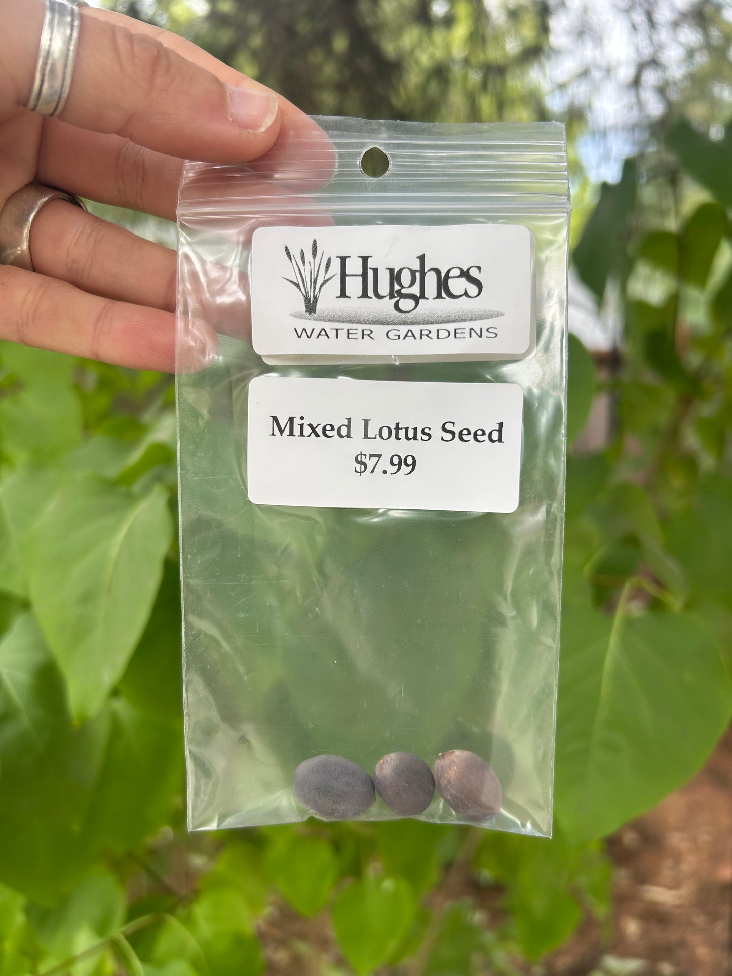 Mixed Lotus Seed