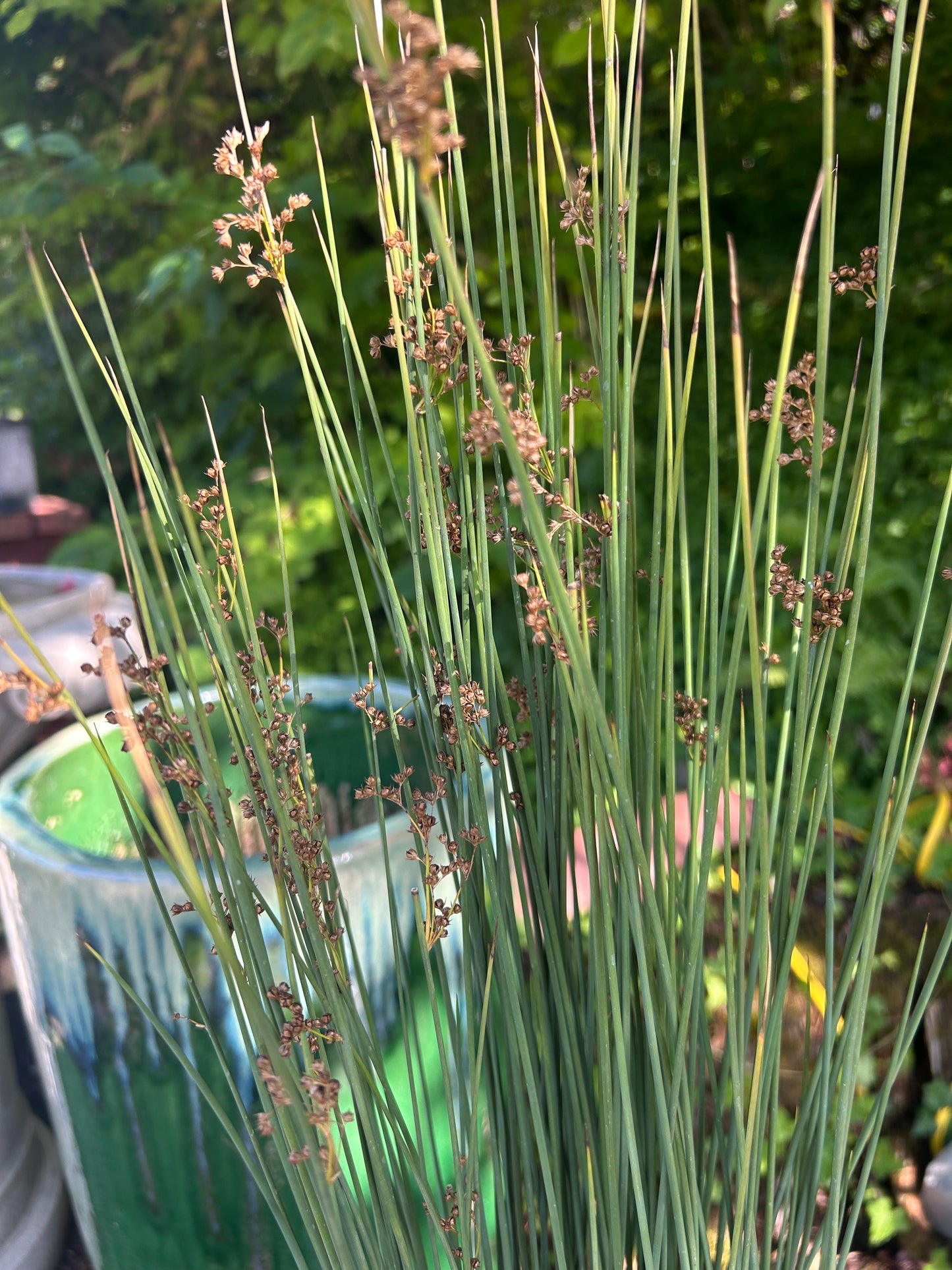 Juncus inflexus 'Lovesick Blues' / Lovesick Blues Spreading Rush