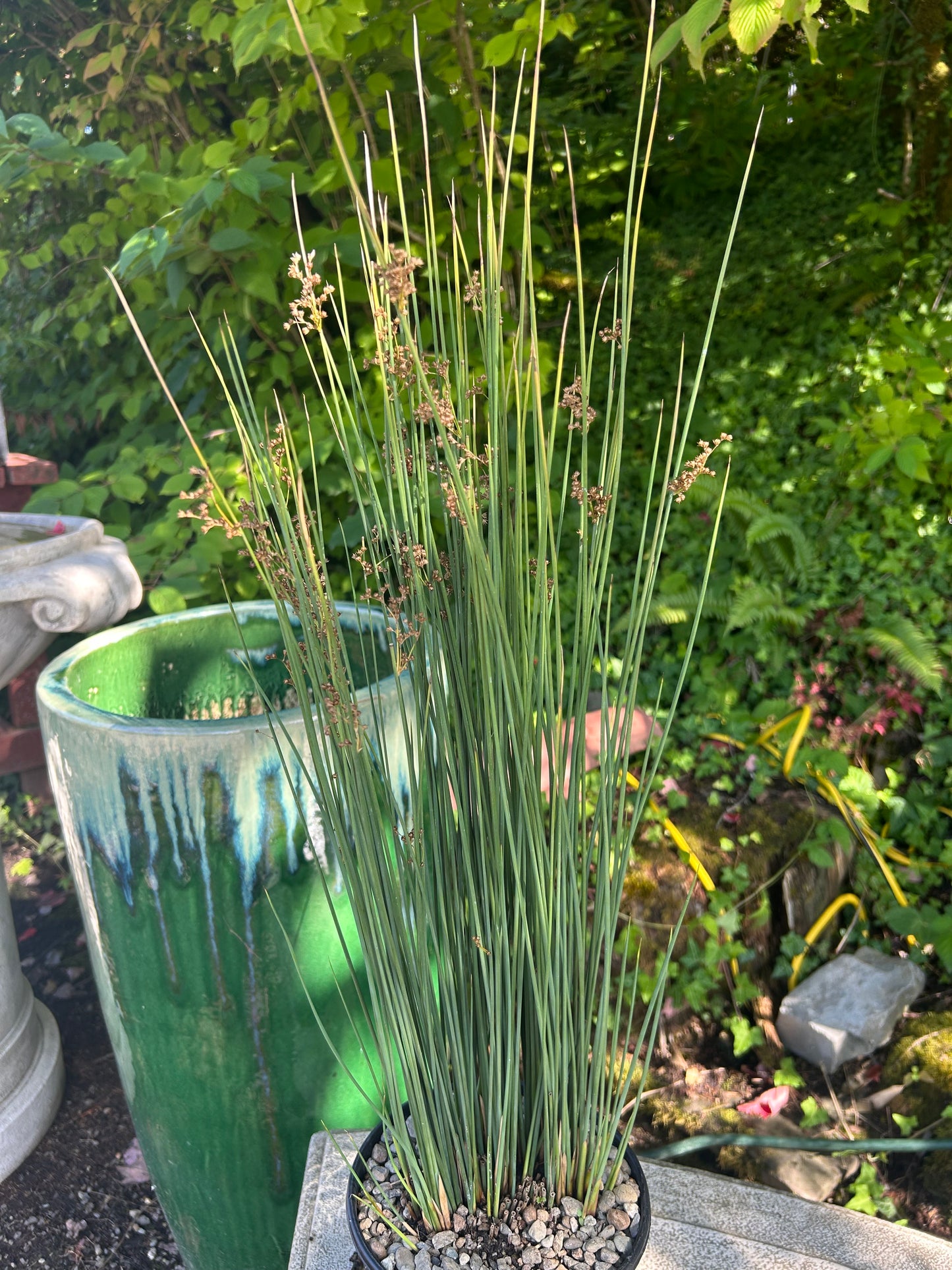 Juncus inflexus 'Lovesick Blues' / Lovesick Blues Spreading Rush