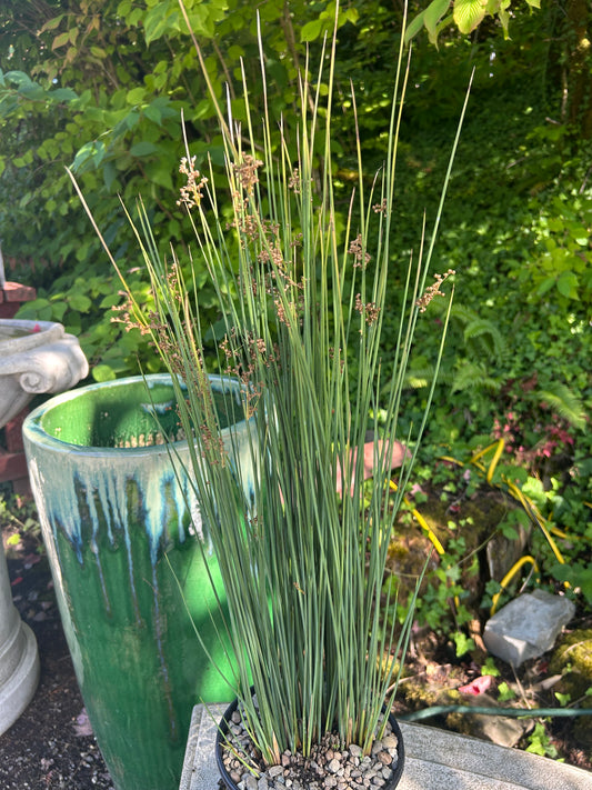 Juncus inflexus 'Lovesick Blues' / Lovesick Blues Spreading Rush