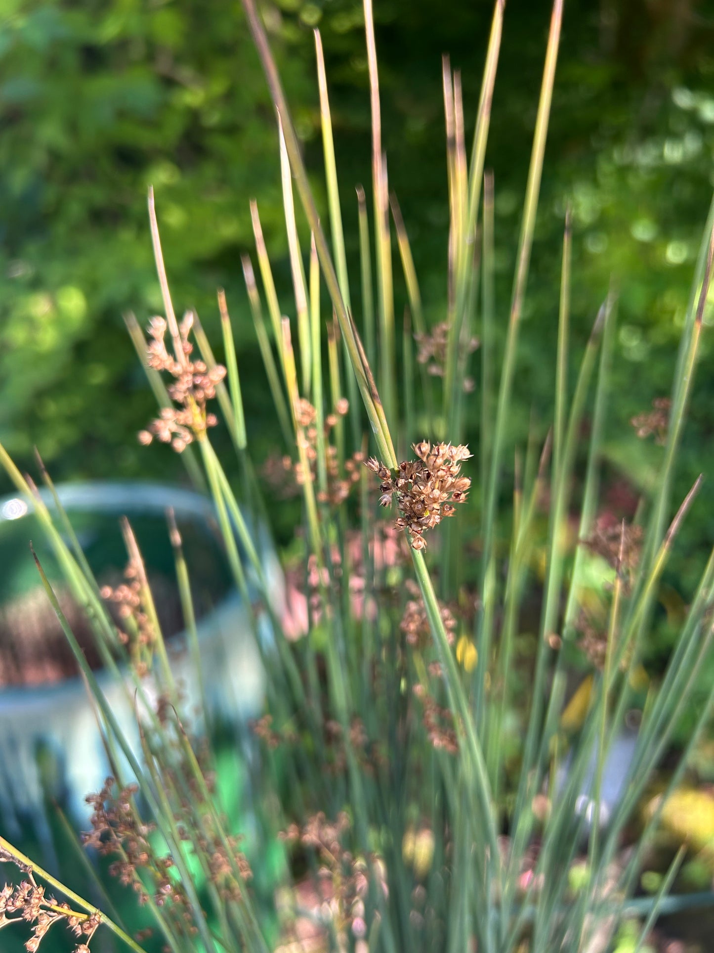 Juncus inflexus 'Lovesick Blues' / Lovesick Blues Spreading Rush