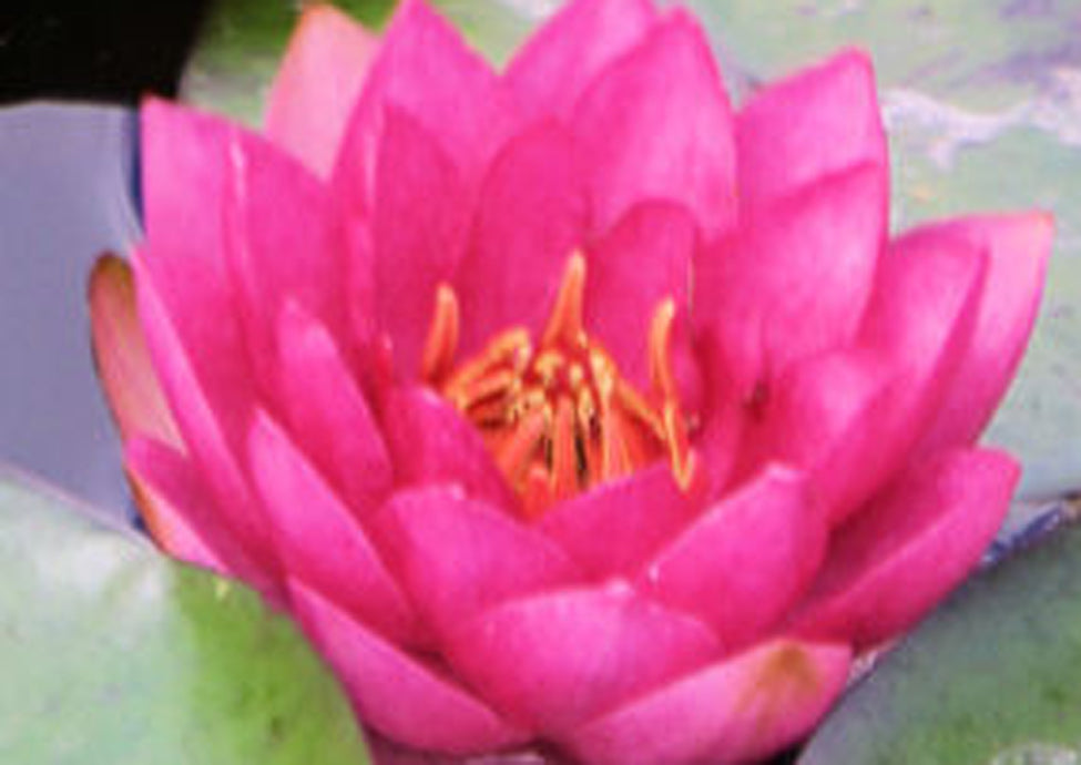 Nymphaea "James Brydon" / James Brydon Hardy Water Lily