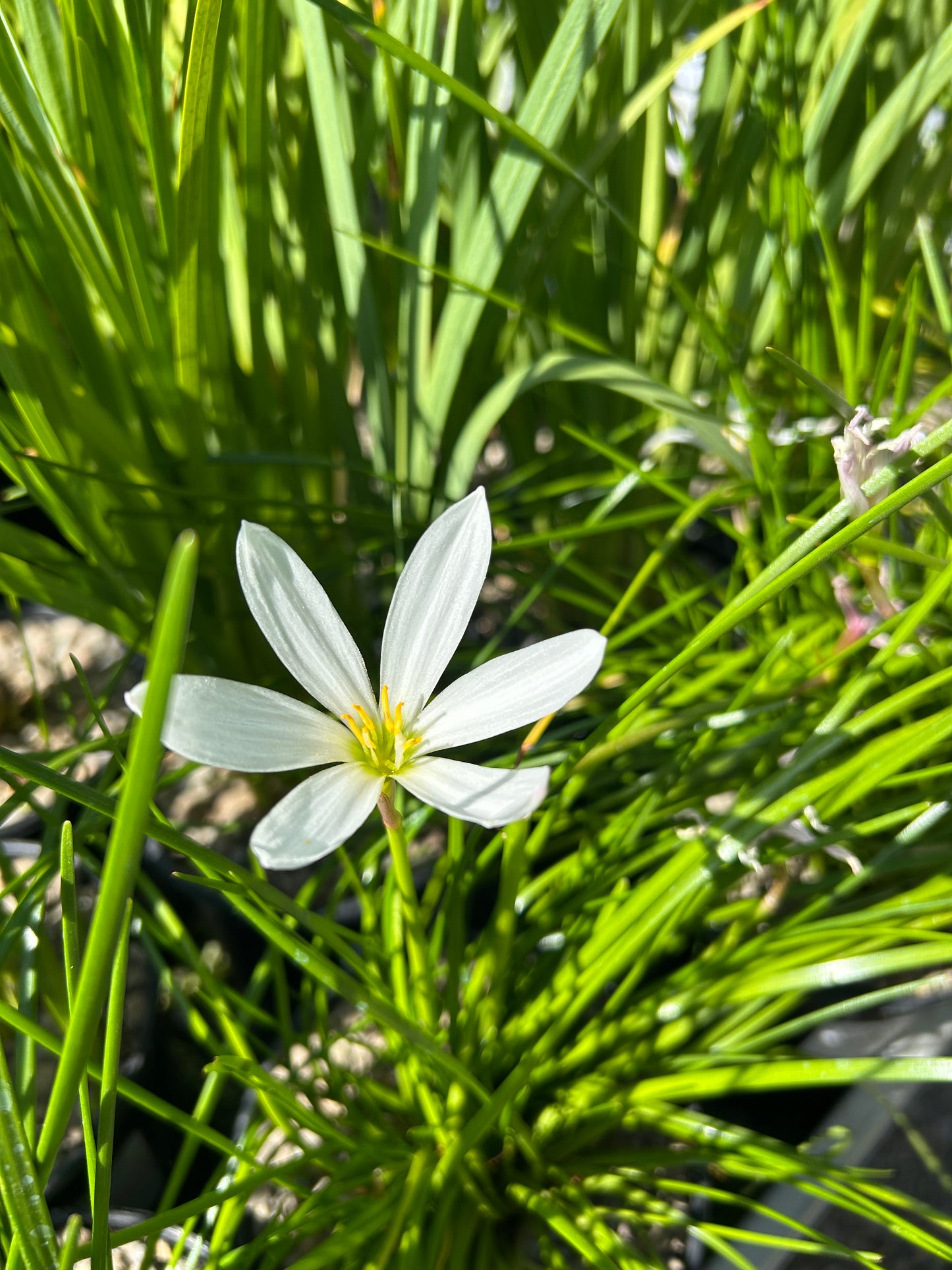 Zephyranthes candida / Rain Lily