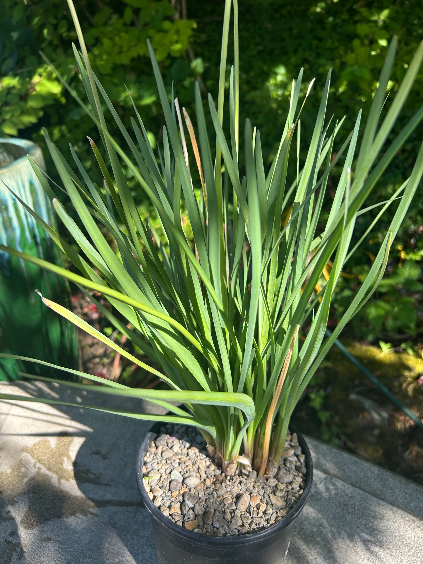 Tulbaghia Fragrans / Sweet Society Garlic