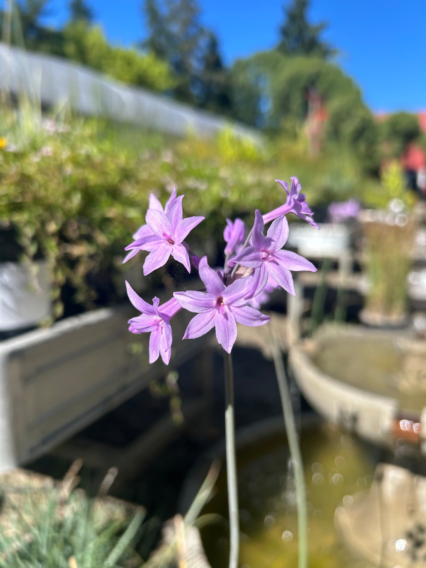 Tulbaghia Fragrans / Sweet Society Garlic