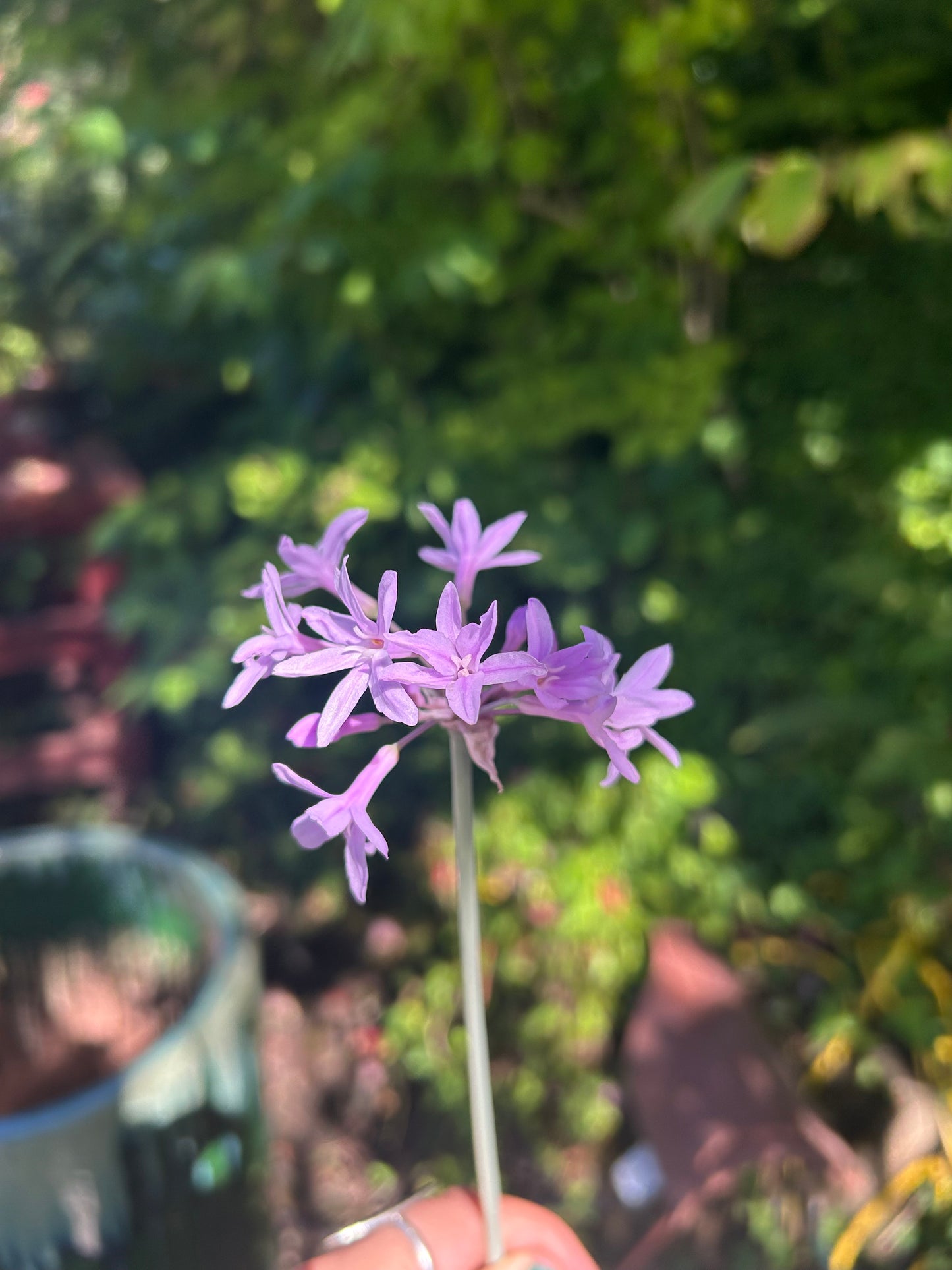 Tulbaghia violacea 'Variegata' / Variegated Society Garlic