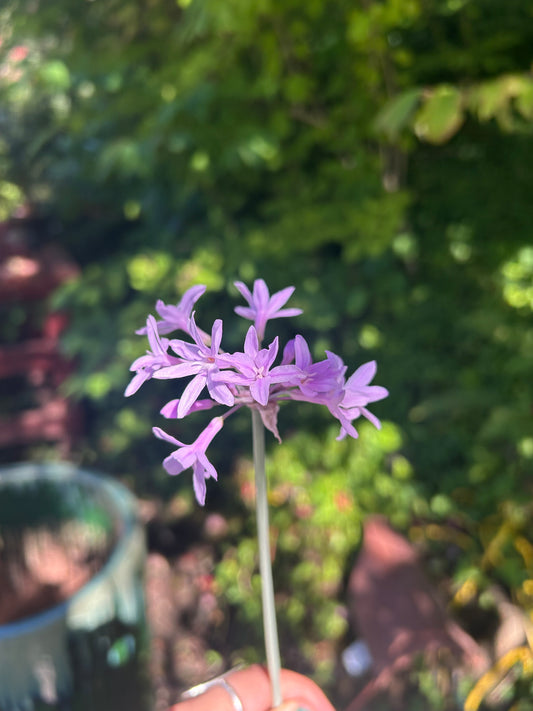 Tulbaghia violacea 'Variegata' / Variegated Society Garlic