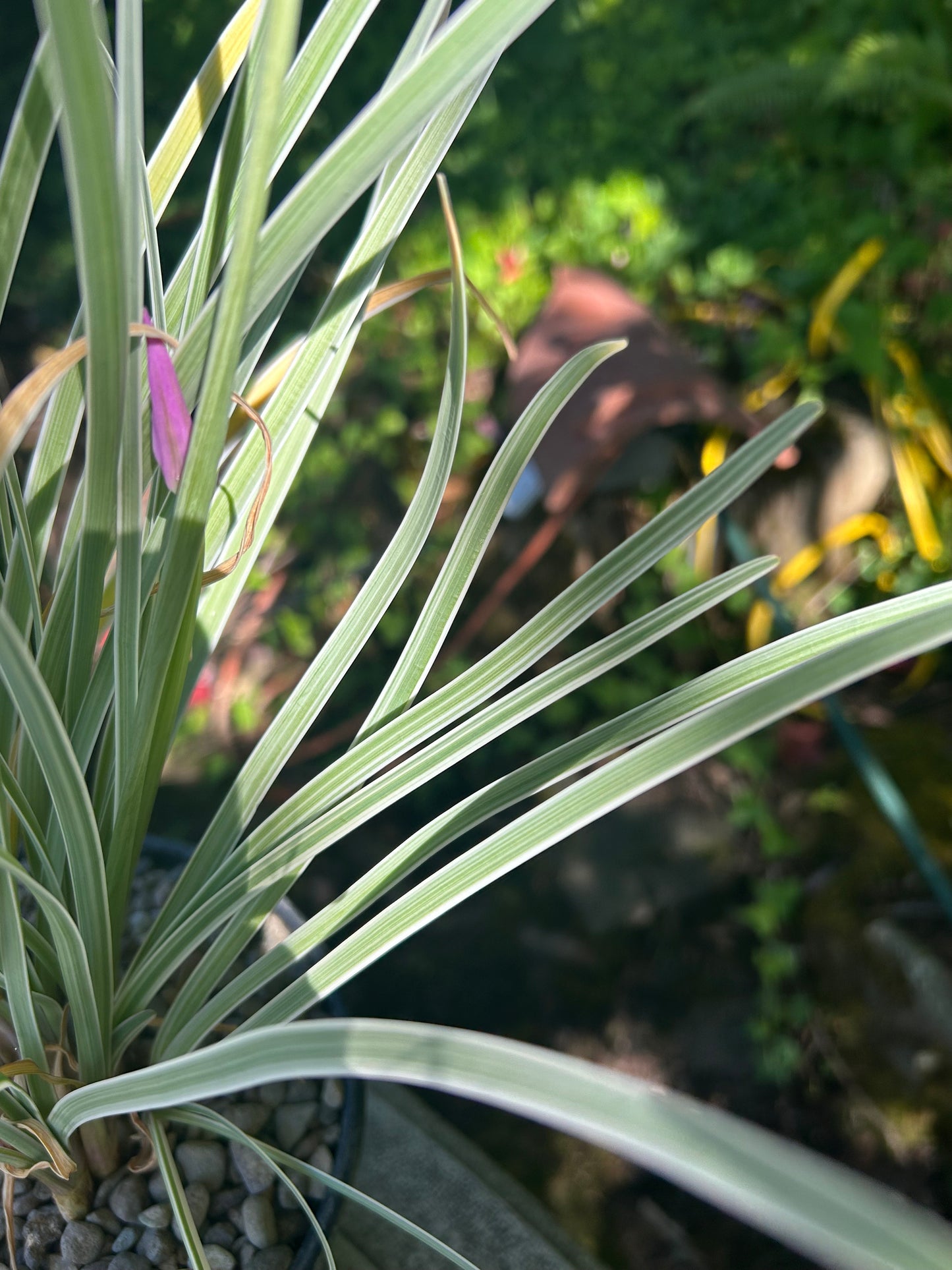 Tulbaghia violacea 'Variegata' / Variegated Society Garlic