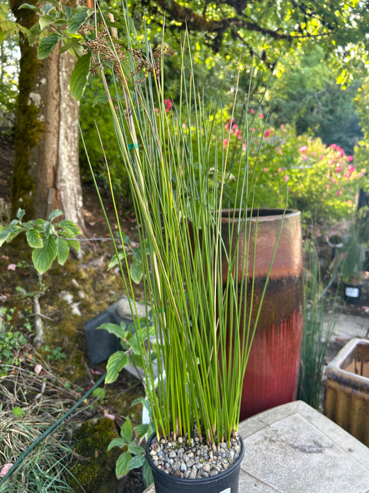 Juncus effusus / Soft Rush