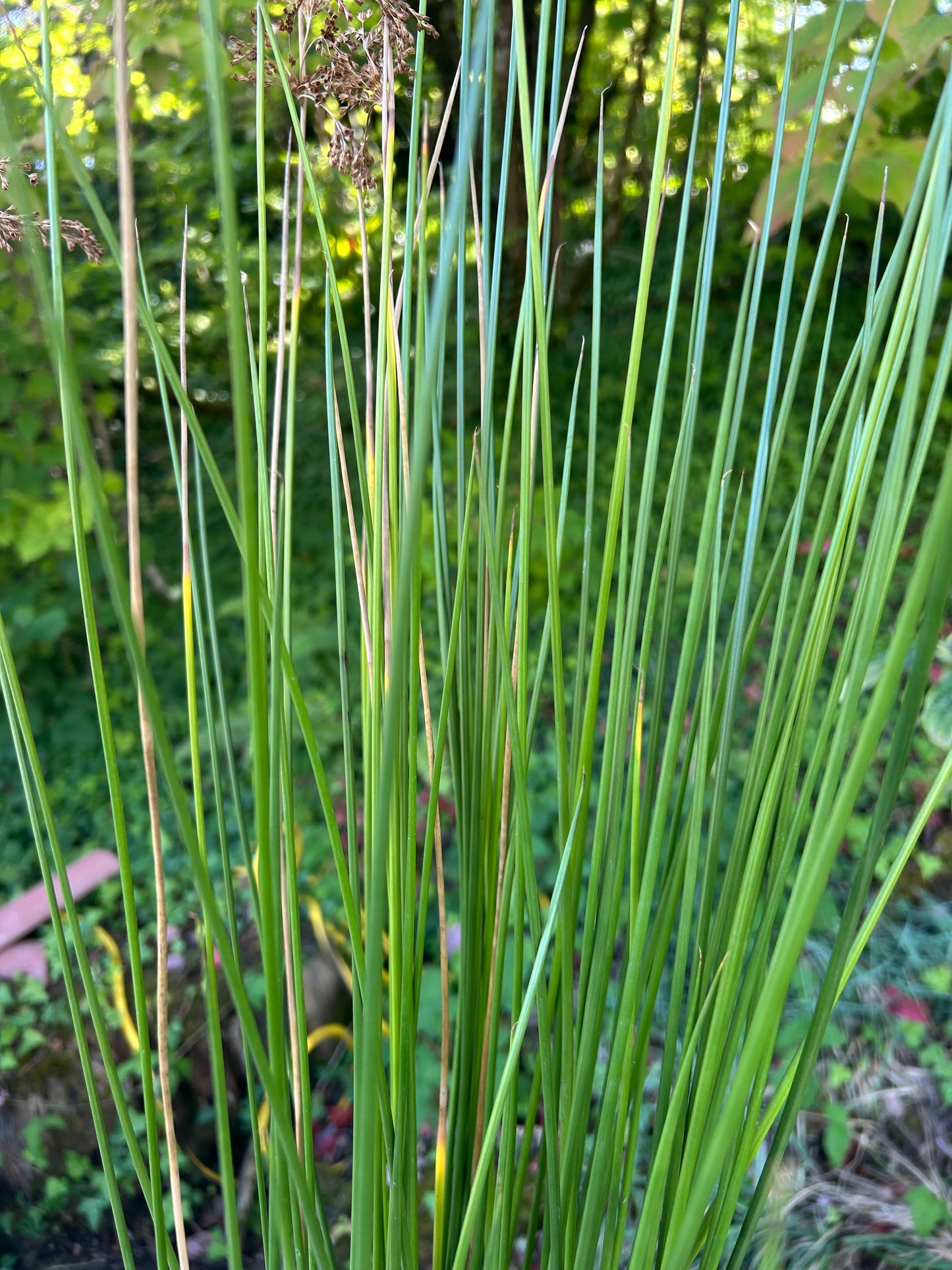 Juncus effusus / Soft Rush