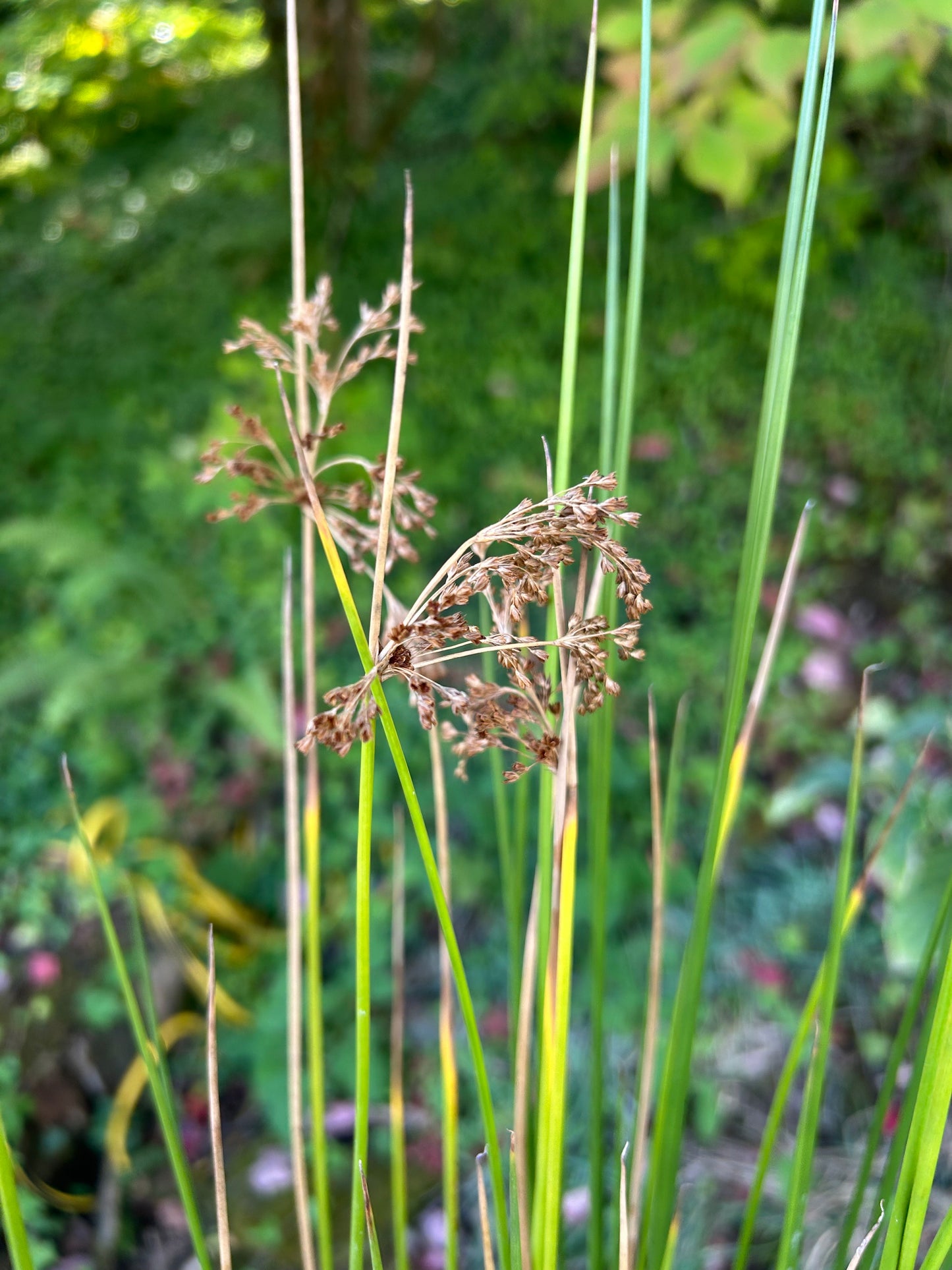 Juncus effusus / Soft Rush